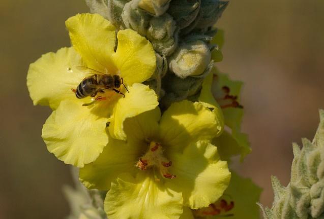 Μελισσοκομικά Φυτά στην Περιοχή του ΤΕΙ Κρήτης Εικόνα 99.