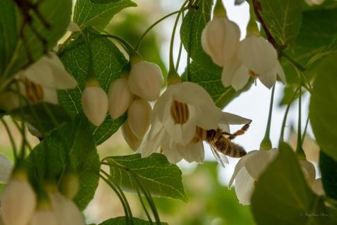 Η ανθοφορία ξεκινάει τον Μάρτιο και τελειώνει στις αρχές του Ιουνίου (Παπιομύτογλου, 2006) και αποτελεί μελισσοκομικό