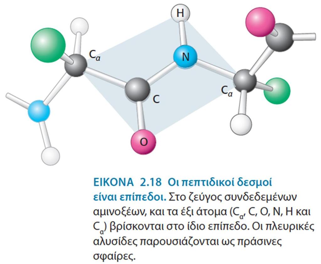 Οι πολυπεπτιδικές αλυσίδες είναι εύκαμπτες αλλά έχουν καθορισμένη στερεοδιάταξη O πεπτιδικός δεσμός είναι βασικά επίπεδος.