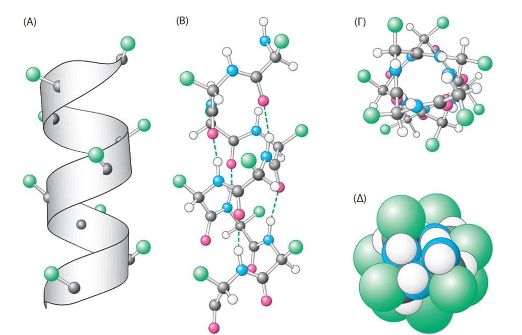 Η ομάδα CΟ κάθε αμινοξέος σχηματίζει έναν δεσμό υδρογόνου με την ομάδα ΝΗ του αμινοξέος που βρίσκεται τέσσερα κατάλοιπα μπροστά Αμινοξέα που απέχουν δύο θέσεις στην αλληλουχία, βρίσκονται το ένα
