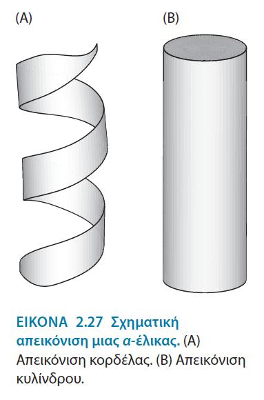 α-έλικα δομή σπειράματος Ουσιαστικά, όλες οι α-έλικες που απαντούν στις πρωτεΐνες είναι δεξιόστροφες.