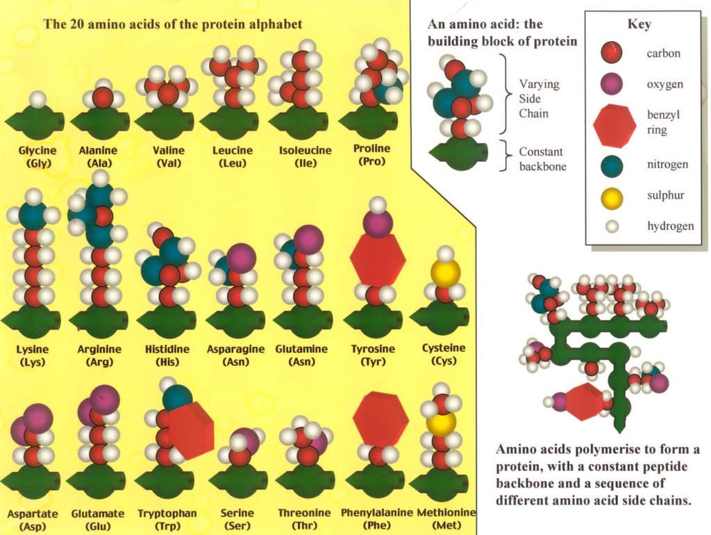 Ιδιότητες της πλάγιας αλυσίδας Τα 20 αμινοξέα της πρωτεϊνικής αλφάβητου Γλυκίνη Αλανίνη Βαλίνη Λευκίνη Ισολευκίνη Προλίνη Ένα αμινοξύ: η θεμέλιος λίθος της πρωτεΐνης Μεταβαλλόμενη πλευρική αλυσίδα