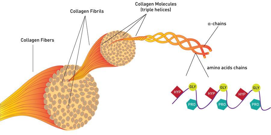 Οι ινώδεις πρωτεΐνες με δομική στήριξη σε κύτταρα και ιστούς κολλαγόνο Το κολλαγόνο, η πρώτη σε αφθονία πρωτεΐνη των θηλαστικών, έχει ένα πολύ διαφορετικό τύπο έλικας.