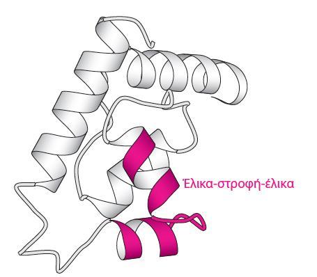 λειτουργικές ιδιότητες (πρόσδεση σε DNA)