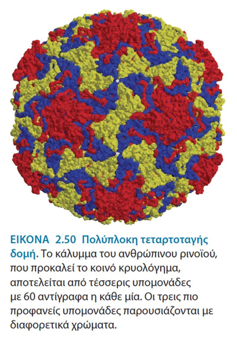 Τεταρτοταγής δομή Οι ιοί αξιοποιούν ιδιαίτερα καλά τις περιορισμένες πληροφορίες του γονιδιώματός τους, σχηματίζοντας καλύμματα αποτελούμενα από το ίδιο είδος υπομονάδας τοποθετημένο συμμετρικά.