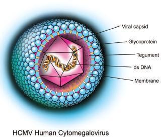 Cytomegalovirus (CMV) Human Herpes Virus 5 (HHV 5) β-ερπητοϊός ds- DNA Εικοσαεδρικό νουκλεοκαψίδιο Πρωτεϊνικό matrix Φάκελος διπλής στιβάδας λιπιδίων με γλυκοπρωτεΐνες Προκαλεί σημαντική νόσο