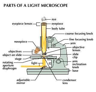 χήμα 71: μέρη ενός οπτικού μικροσκόπιου Η προετοιμασία του δοκιμίου που απαιτείται για τη συγκεκριμένη μέθοδο περιλαμβάνει τα ακόλουθα στάδια: 1)Κοπή δοκιμίων.