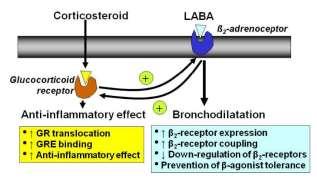 Δράση πέρα από την αντιφλεγμονώδη Αυξάνουν την έκφραση των β2 υποδοχέων; Ναι, αλλά επειδή εμπλέκονται