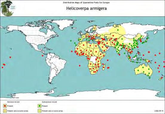 Εικόνα 5 : Παγκόσμια γεωγραφική κατανομή του H. armingera (εικόνα από Διαδίκτυο, Βλ. Παρ.
