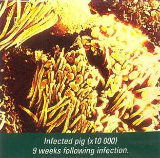 Genus Mycoplasma Τρόποι µετάδοσης: Ο µικροοργανισµός µεταδίδεται αερογενώς, µε άµεση επαφή και µε τις ρινικές απεκκρίσεις, ενώ είναι δυνατή και η κάθετη µετάδοση από τις νεαρές σύες στα χοιρίδια.