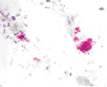 Genus Brucella Ε. Μπουρτζή- Χατζοπούλου Τα μολυσμένα αρσενικά ζώα δεν παίζουν σημαντικό ρόλο στην επιζωοτιολογία του νοσήματος. Θεωρείται ότι δρουν, κυρίως, ως μηχανικοί φορείς.