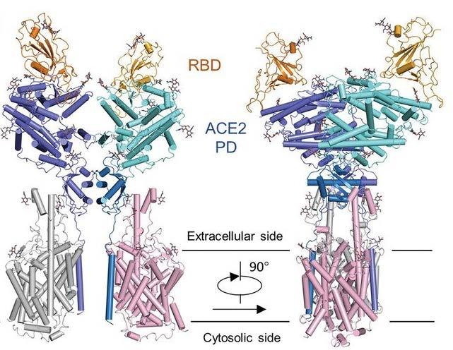 Εικόνα 3. Συνολική δομή του συμπλέγματος RBD-ACE2-B0AT1.