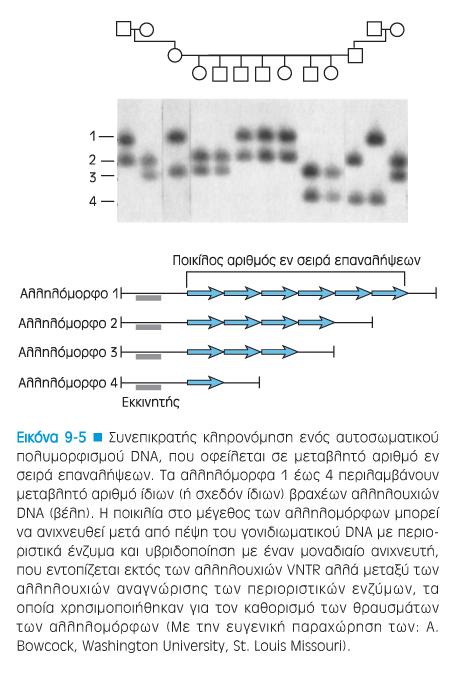 Μινι-δορυφόροι (VNTRs): τμήματα DNA που αποτελούνται από μερικές