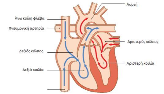 Σχήμα 1.1: Η κατεύθυνση της αιματικής ροής μέσω της καρδιάς. Τα μπλε βέλη παρουσιάζουν την κίνηση του μη οξυγονωμένου αίματος μέσω του δεξιού μέρους προς τους πνεύμονες.