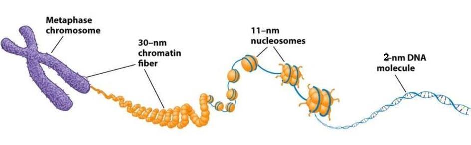 Η σημασία της βλάβης του DNA Παρότι έμμεσες, οι ενδείξεις ότι το DNA αποτελεί τον κρίσιμο στόχο της ιοντίζουσας