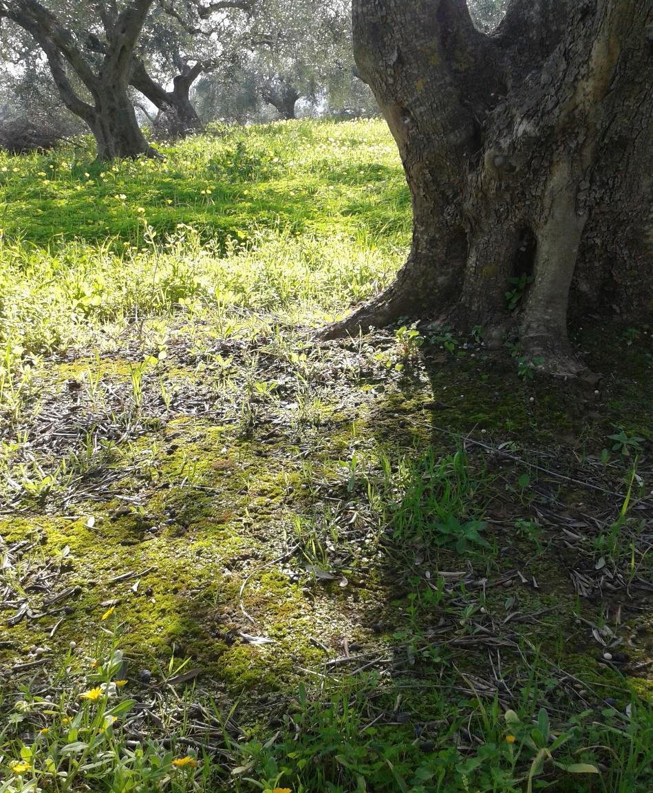 Διαχείριση ζιζανίων Οι απαιτήσεις ως προς την διαχείριση των