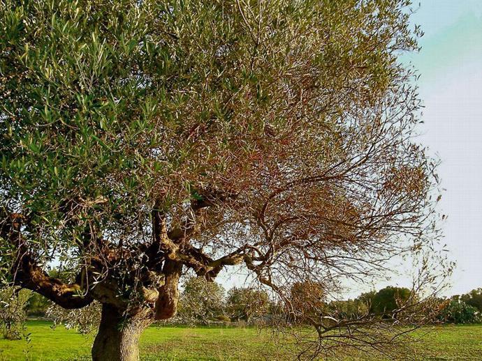 Ζιζανιοκτονία Μειονεκτήματα Φυτοτοξικότητα: στις περιπτώσεις που το ψεκαστικό νέφος έρθει σε επαφή µε το φύλλωµα της καλλιέργειας μπορεί να