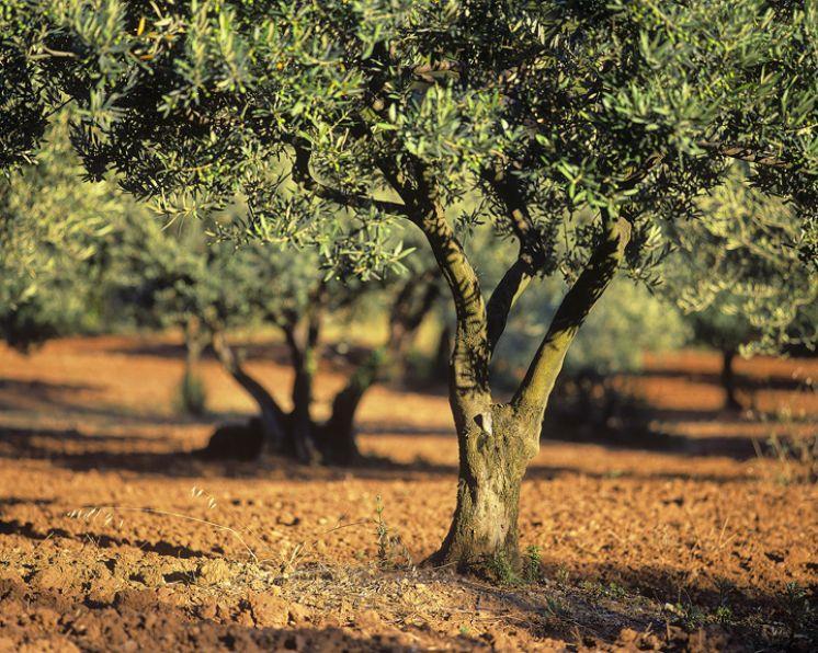 O ρόλος τους εδάφους.. Στον ελαιώνα μια από τις πιο σημαντικές καλλιεργητικές εργασίες αποτελεί η κατεργασία του εδάφους.