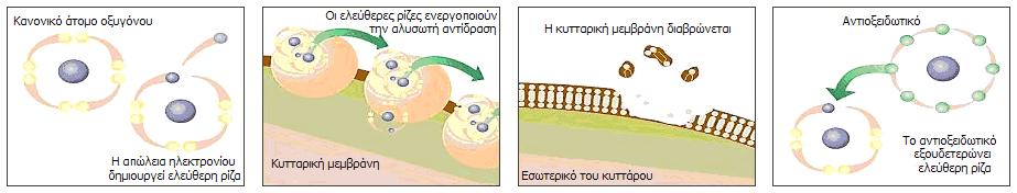 Τα αντιοξειδωτικά είναι ουσίες που δρουν µε τέτοιο τρόπο ώστε να δεσµεύουν και να εξουδετερώνουν