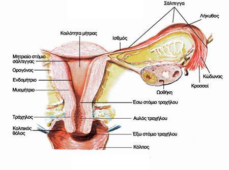 είναι να υποδέχεται το γονιμοποιημένο ωάριο όπου θα το φιλοξενήσει για τους υπόλοιπους 9 μήνες (εγκυμοσύνη) και αποτελείται από τρία μέρη: τον τράχηλο το σώμα τον πυθμένα Στο κάτω μέρος της μήτρας