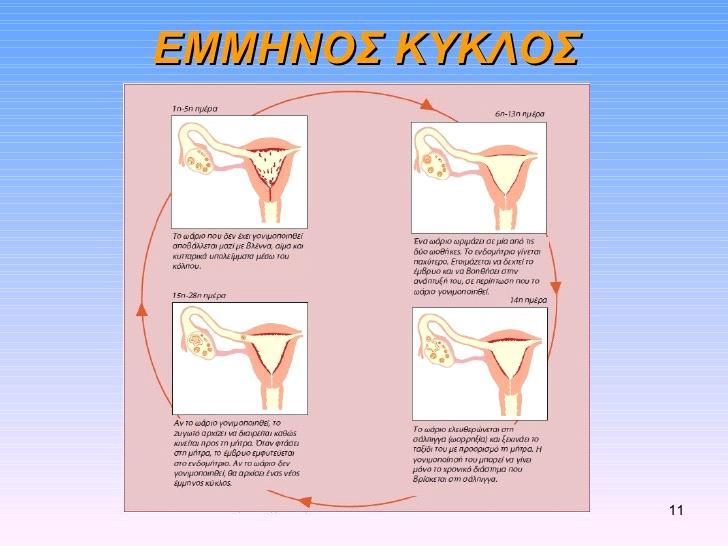 οιστρογόνων προκαλείται και αύξηση της LH όπου με την σειρά της θα απελευθερώσει το ωάριο από το ωοθυλάκιο (Ωορρηξία).