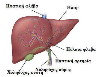 Ήπαρ (Συκώτι) 20.