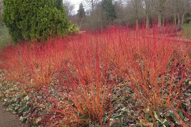 Η κρανιά (Cornus sanguinea) με τους γυμνούς ζωηρούς