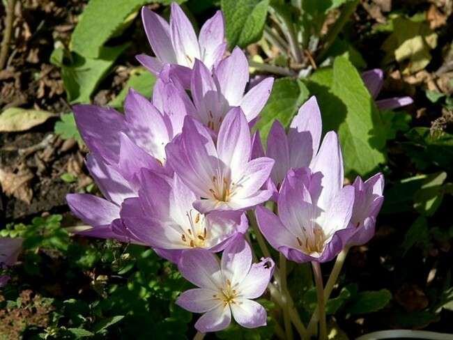 Colchinum autumnale L.