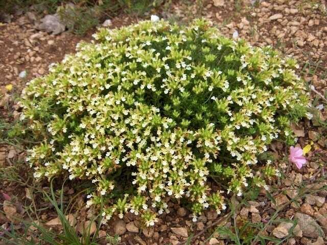 Campanula