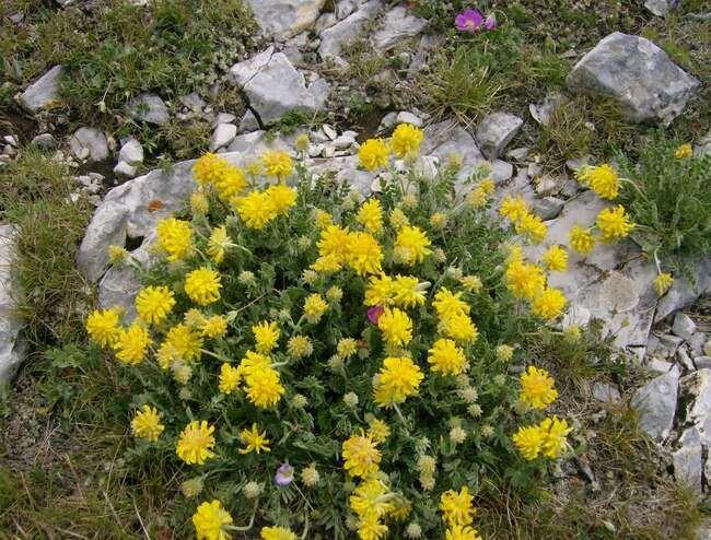 Teucrium