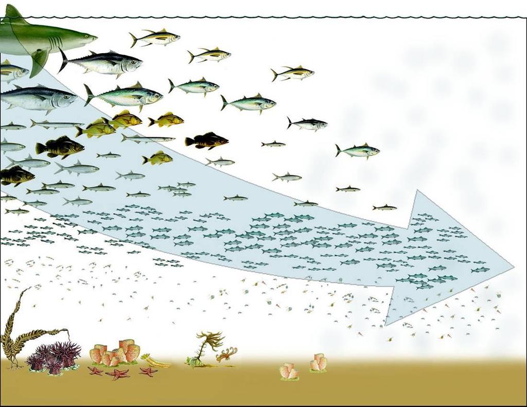 Τροφικό επίπεδο Αλιεία: υπερεκμετάλλευση 5 ανώτεροι θηρευτές 4 σαρκοφάγα ψάρια 3 πλαγκτονοφάγα ψάρια 2 - ζωοπλαγκτόν 1 -