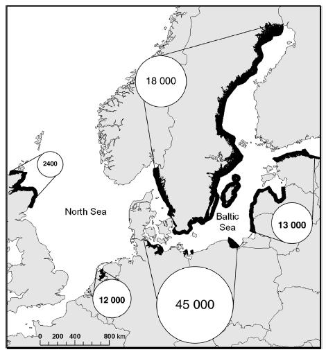 Αλιεία: παραλιεύματα Θαλάσσια πτηνά Στη Βαλτική και Βόρεια Θάλασσα 100-200 χιλιάδες πουλιά θανατώνονται κάθε χρόνο σε δίχτυα Žydelis
