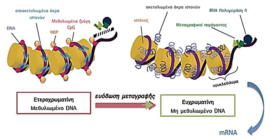 Σχήμα 2-1. Δομές χρωματίνης. (http://www.med.uoi.gr/haematology/img/figure1.jpg) 3. τα μη κωδικοποιούντα RNAs. Είναι λειτουργικά μόρια RNA, τα οποία δε μεταφράζονται σε πρωτεΐνη.