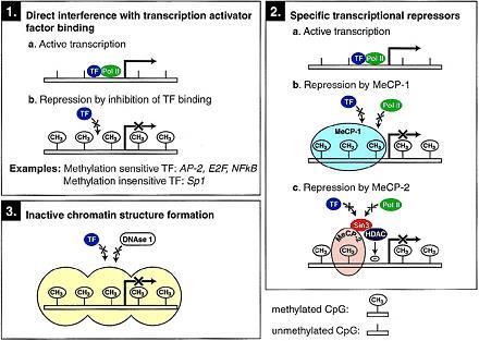 πρωτεϊνών (methyl-dna binding proteins), οι οποίες ενώνονται με τη μεθυλοκυτοσίνη και προκαλούν παρεμπόδιση.