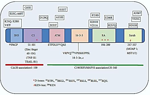 Σχήμα 3-5. Οι πολυμορφισμοί του RASSF1A και οι θέσεις τους στην αλληλουχία του. (87) Σχήμα 3-6.