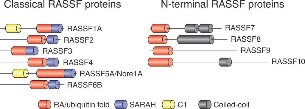 3.6 Υπόλοιπα μέλη οικογένειας RASSF Η οικογένεια RASSF περιλαμβάνει δέκα πρωτεΐνες (RASSF1-10), πολλές από τις οποίες είναι εν δυνάμει καταστολείς των όγκων.
