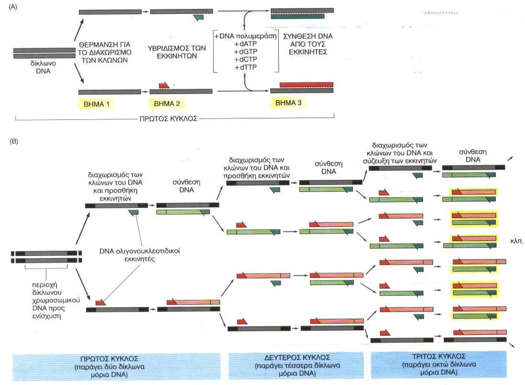 Σχήμα 4-3. Σχηματική αναπαράσταση της PCR. (Α) Αναπαστάση του πρώτου κύκλου της PCR. (Β) Αναπαράσταση των τριών πρώτων κύκλων. (http://panacea.med.uoa.