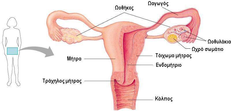 Εσωτερικό