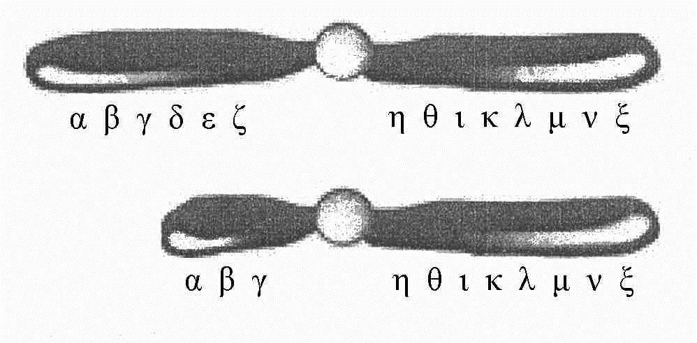 11 12. (α) Να μελετήσετε το πιο κάτω σχεδιάγραμμα και να ονομάσετε τη χρωματοσωματική ανωμαλία. (Μονάδα 1) (β) (i) Επιδρούμε με ραδιενεργό ακτινοβολία σε ένα ωοκύτταρο δεύτερης τάξης.