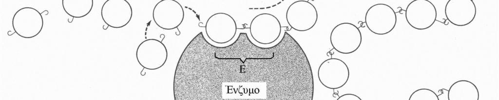 4 5. Στο σχήμα φαίνεται η καταλυτική δράση ενός ενζύμου. (α) Να ονομάσετε το μέρος Ε του ενζύμου και να καθορίσετε το ρόλο του.