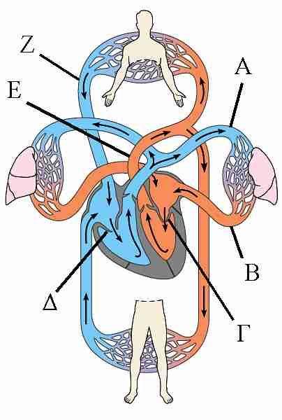 5 6. Στο σχεδιάγραμμα φαίνεται το κυκλοφορικό σύστημα του ανθρώπου. (α) Να γράψετε τα μέρη που δείχνουν τα γράμματα Α Ζ.