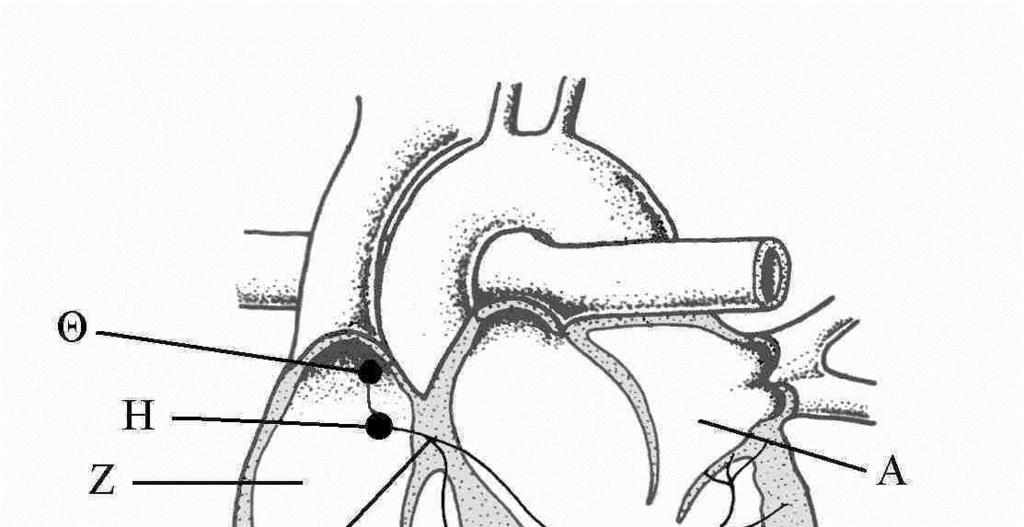 7 8. Το σχεδιάγραμμα δείχνει τομή της καρδίας: (α) Να ονομάσετε τα μέρη Α Θ.