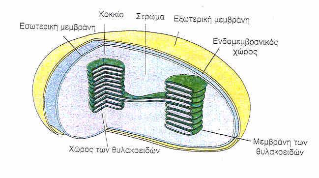 1. ΓΕΝΙΚΑ ΓΙΑ ΤΗΝ ΦΩΤΟΣΥΝΘΕΣΗ Η φωτοσύνθεση στους ανώτερους φυτικούς οργανισμούς λαμβάνει χώρα σε εξειδικευμένα οργανίδια, τους χλωροπλάστες.