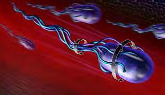 29 Εικόνα 4. Τα κύτταρα της Escherichia coli κινούνται με τη χρήση μαστιγίων που παράγουν ροπή για να περιστρέψουν το βακτήριο δεξιόστροφα. http://www.nsf.gov/news/news_images.jsp? 1.6.2.Salmonella spp.