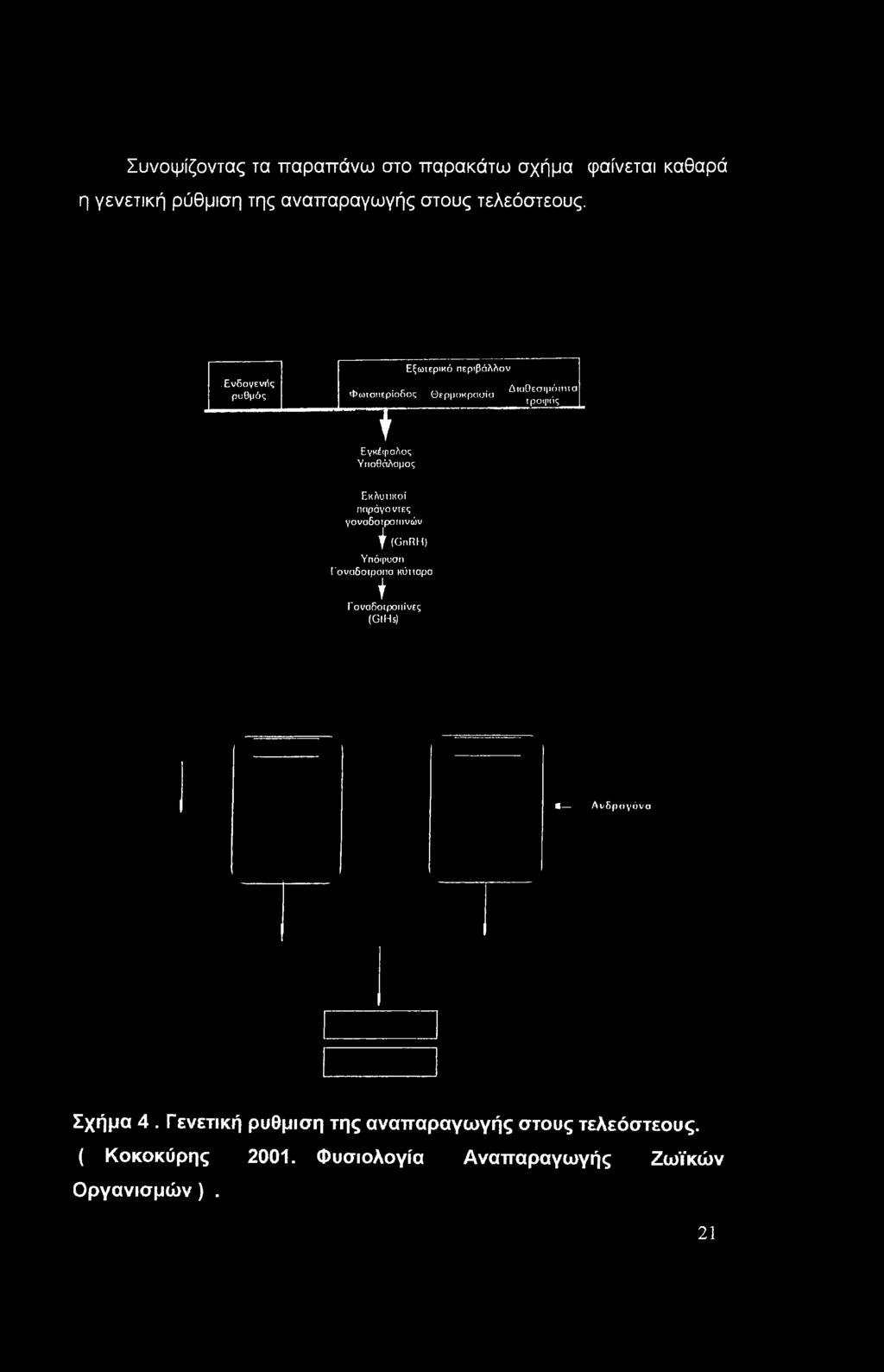 Διαθεσιμότητα Φωτοπεριοοος Θερμοκρασία τροφής Ύ Εγκέφαλος Υποθάλαμος Εκλυπκοί παράγοντες γοναδοιροπινών f (GnRH)