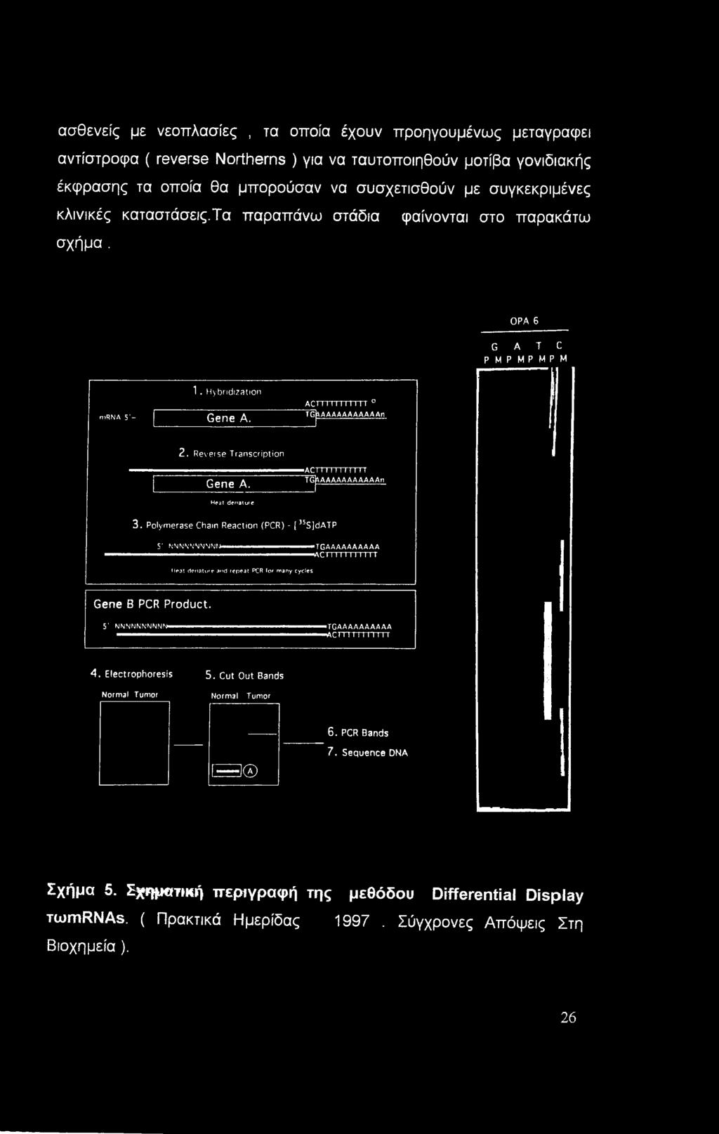 Reverse Transcription Gene A. ACT TT I ΙΤΓΓΓΤ Γ ~TGhAAAAAAAAAAAn Heat denature 3.