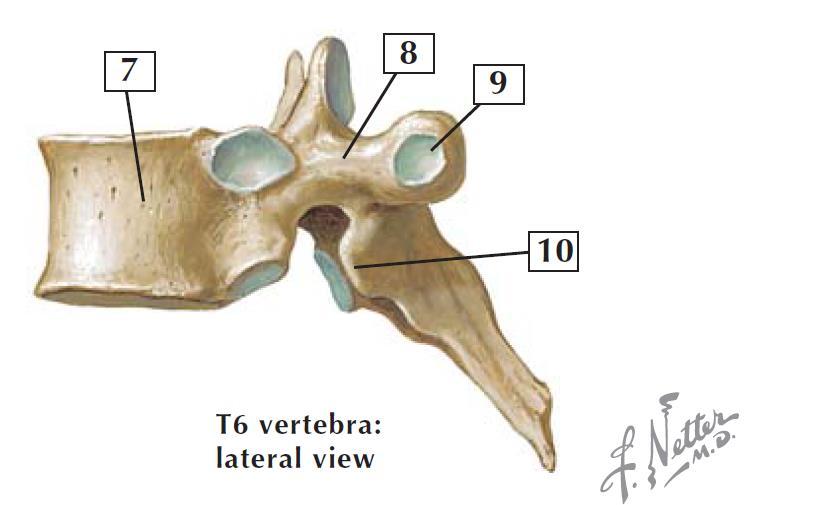 7. Σώμα 8. Μίσχος 9.