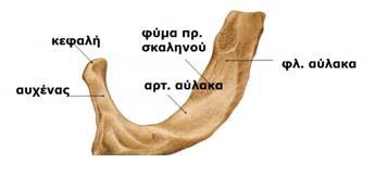 ΘΩΡΑΚΙΚΟΣ ΣΚΕΛΕΤΟΣ ΠΛΕΥΡΕΣ Άτυπες πλευρές : 1 η : ευρύτερη (σώμα πλατύ, σχεδόν οριζόντιο), βραχύτερη, καμπυλωμένη. Έχει μία μονήρη αρθρική επιφάνεια στην κεφαλή για άρθρωση με Θ1 σπ.