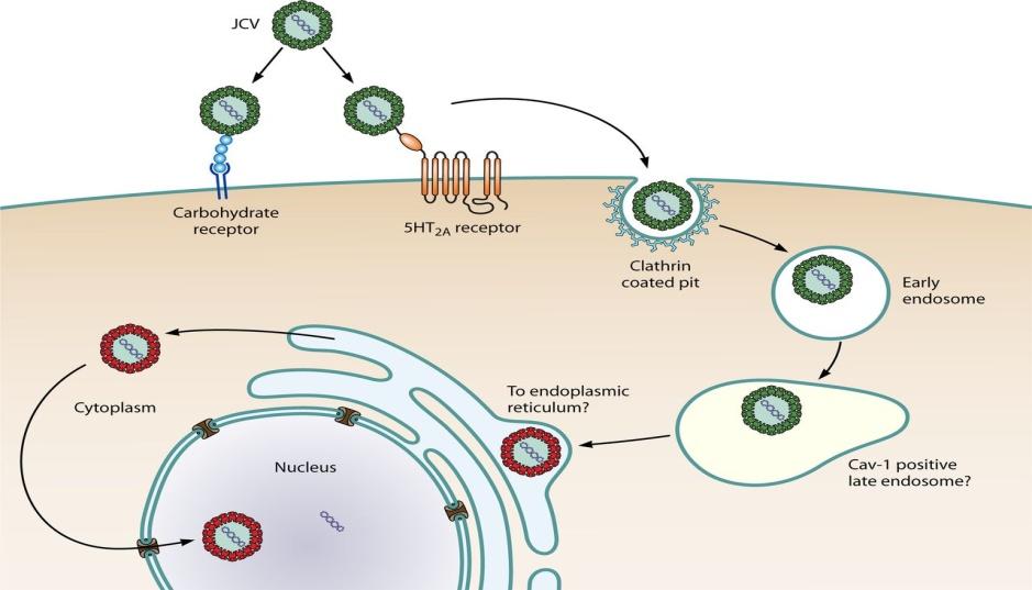 ΠΑΘΟΦΥΣΙΟΛΟΓΙΑ Το τελικό στάδιο της PML περιλαμβάνει επανεργοποίηση του ιού, αναπαραγωγή και διάδοση στο ΚΝΣ ενός ανθρώπινου ξενιστή. Oιός μεταδίδεται από την περιφέρεια μέσω των Β-λεμφοκυττάρων.