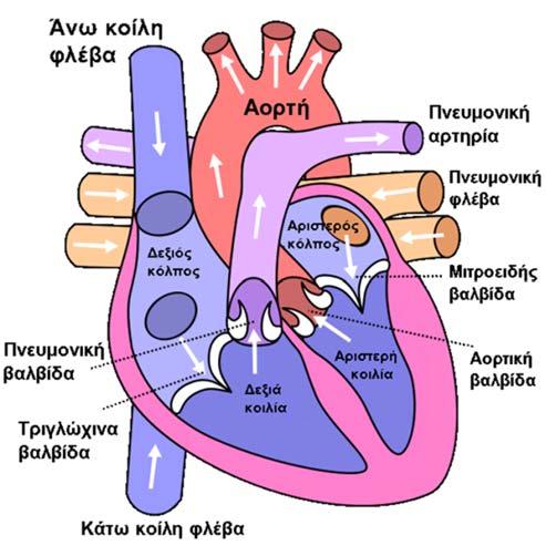 7 Βιοσήμα καρδιακού σφυγμού (ΒΚΣ) 7.1 Ανάλυση της λειτουργίας της καρδιάς Η καρδιά είναι ένα μυϊκό όργανο που εντοπίζεται στην αριστερή πλευρά του θώρακα.